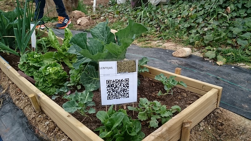 En este momento estás viendo Huerto (VI): Letreros QR para nuestras hortalizas